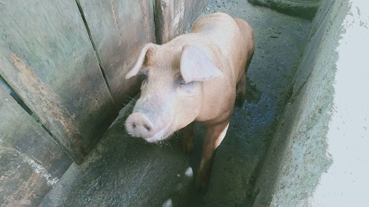 ILOILO CITY - Suno kay Dr. Darel Tabuada ang Head sang Provincial Veterinary Office nga magadugang sila sang 1km radius halin sa ground zero kun sa diin ini amo ang magabantay kag magakuha sang mga blood sample sa mga baboy.