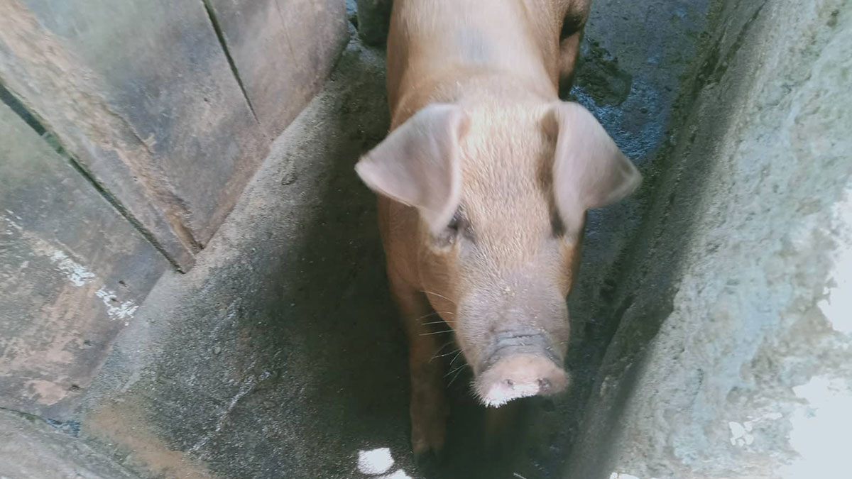 ILOILO CITY - Sang damlag lang nahibalu-an nga lima ka mga baboy nga ginkuhaan sang blood sample agud ipa-idalum sa laboratory test sang Bureau of Animal Industry (BAI).