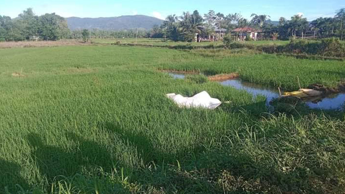 ILOILO CITY - Wala na sang kabuhi sang masapwan ang 69 anyos nga sinior citizen sa higad sang talamnan alas 6:15 Ang takna sang aga sa Sitio Hambag, Brgy. Vista Alegre, Barotac Viejo, Iloilo